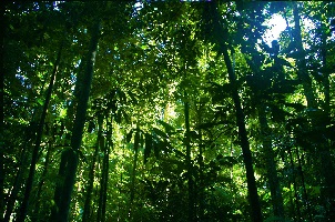 Rainforest Area